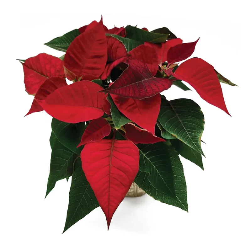 Poinsettia, 6in.
